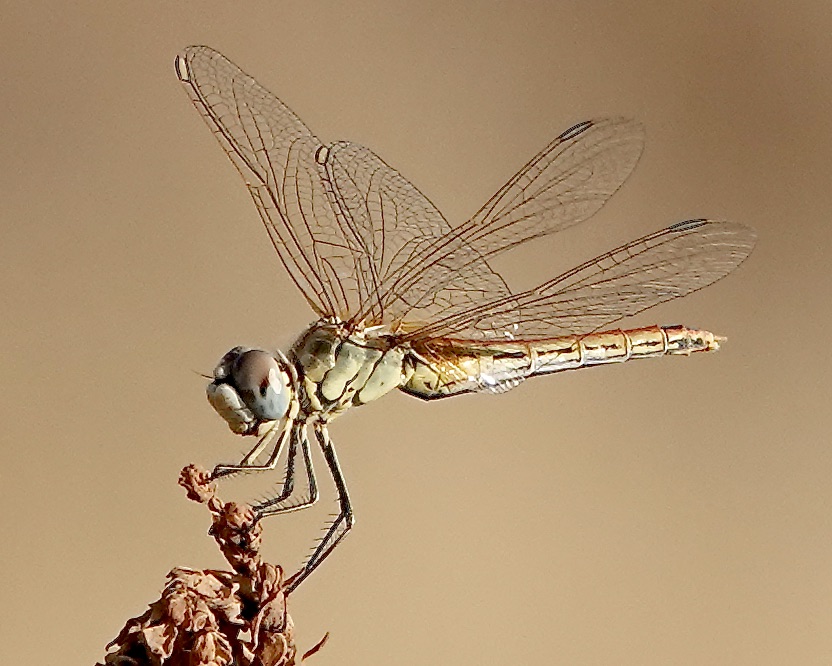 red-veined darter